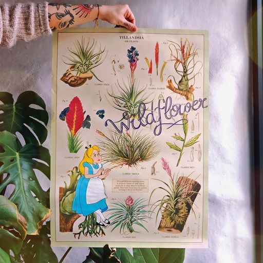 Wildflower lámina tuneada Alicia